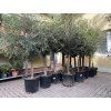 Olea europea - Olivovník 155 cm