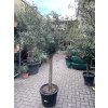 Olea europea - Olivovník 150 cm