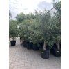 Olea europea - Olivovník 155 cm