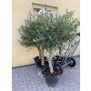 Olea europea - Olivovník 150 cm