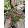 Bougainvilliea , Bugenvilea 90 cm