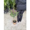 Bougainvilliea , Bugenvilea 90 cm