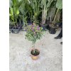 Bougainvilliea , Bugenvilea 90 cm