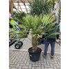 Chamaerops humilis, Trpasličí palma, Žumara, původ palmy Španělsko. 130-140 cm