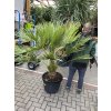 Chamaerops humilis, Žumara 170 cm