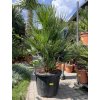 Chamaerops humilis, Žumara 170 cm