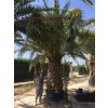 Phoenix canariensis, Datlová palma, 500 cm