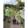 Butia capitata 150 cm