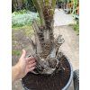 Butia capitata 150 cm