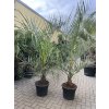 Butia capitata 150 cm