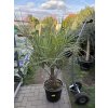 Butia capitata 150 cm