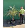 Butia capitata 150 cm