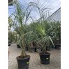 Butia capitata 150 cm