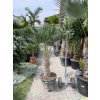 Trachycarpus wagnerianus, výška 160 cm, kmen 50 cm