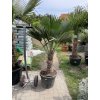 Trachycarpus wagnerianus, výška 160 cm, kmen 50 cm