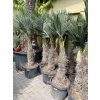Trachycarpus wagnerianus, výška 160 cm, kmen 50 cm