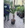 Trachycarpus wagnerianus, výška 130 cm, kmen 40 cm