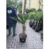 Trachycarpus wagnerianus, výška 160 cm, kmen 50 cm