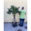 Trachycarpus wagnerianus, výška 160 cm, kmen 50 cm
