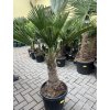 Trachycarpus wagnerianus, výška 130 cm, kmen 40 cm