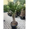 Trachycarpus wagnerianus, výška 160 cm, kmen 50 cm