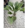 Trachycarpus wagnerianus, výška 130 cm, kmen 40 cm