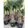 Trachycarpus wagnerianus, výška 160 cm, kmen 50 cm