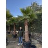 Washingtonia robusta 350 cm
