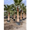 Washingtonia robusta 350 cm