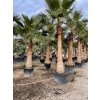 Washingtonia robusta 350 cm