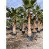 Washingtonia robusta 380 cm