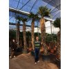 Trachycarpus wagnerianus, výška 400 cm, kmen 250 cm