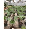 Trachycarpus wagnerianus, výška 125 cm, kmen 30 cm