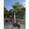 Washingtonia robusta 350 cm