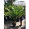 Phoenix canariensis,Datlová palma, Datlovník,  170 cm, jednotná cena pronájmu na 1-7 dní.