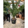 Phoenix canariensis,Datlová palma, Datlovník,  170 cm, jednotná cena pronájmu na 1-7 dní.