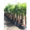 Trachycarpus fortunei, Konopná palma, 170-190 cm, JEDNOTNÁ CENA PRONÁJMU NA 1-7 DNÍ.
