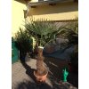 Trachycarpus fortunei, Konopná palma, 170-190 cm, JEDNOTNÁ CENA PRONÁJMU NA 1-7 DNÍ.