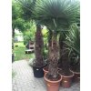 Trachycarpus fortunei, Konopná palma, 180-200 cm, JEDNOTNÁ CENA PRONÁJMU NA 1-7 DNÍ.