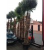 Trachycarpus fortunei, Konopná palma, 250-280 cm, JEDNOTNÁ CENA PRONÁJMU NA 1-7 DNÍ.