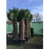 Trachycarpus fortunei, Konopná palma, 250-280 cm, JEDNOTNÁ CENA PRONÁJMU NA 1-7 DNÍ.