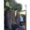Trachycarpus fortunei, Konopná palma, 250-280 cm, JEDNOTNÁ CENA PRONÁJMU NA 1-7 DNÍ.