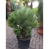 Chamaerops humilis vulcano , palma , původ palmy Španělsko, 120 cm, JEDNOTNÁ CENA PRONÁJMU NA 1-7 DNÍ.