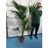 Howea Forsteriana , palma , původ palmy Španělsko.190-200 cm, JEDNOTNÁ CENA PRONÁJMU NA 1-7 DNÍ.