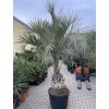 Butia capitata 220 cm