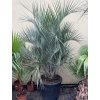 Butia capitata 220 cm