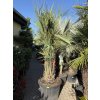 Butia capitata 220 cm