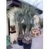 Butia capitata 220 cm