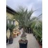 Butia capitata 220 cm