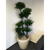 Dracaena Compacta + Lechuza Classico 43